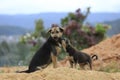 Family dogs live and playing in sand Ã¢â¬â¹Ã¢â¬â¹mound , dog live semi wild in the outback forest part 8 Royalty Free Stock Photo